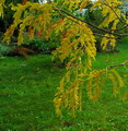 لیلکی آمریکایی